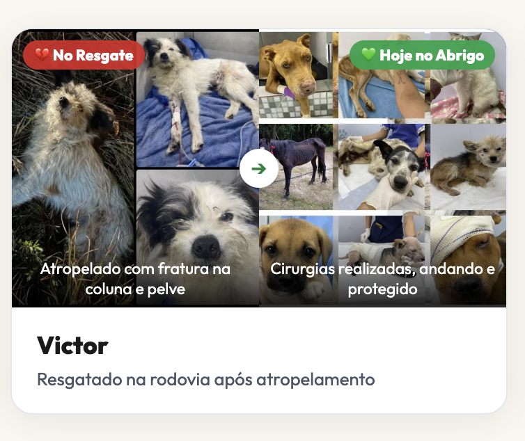 Antes e depois de Victor, resgatado na rodovia após atropelamento