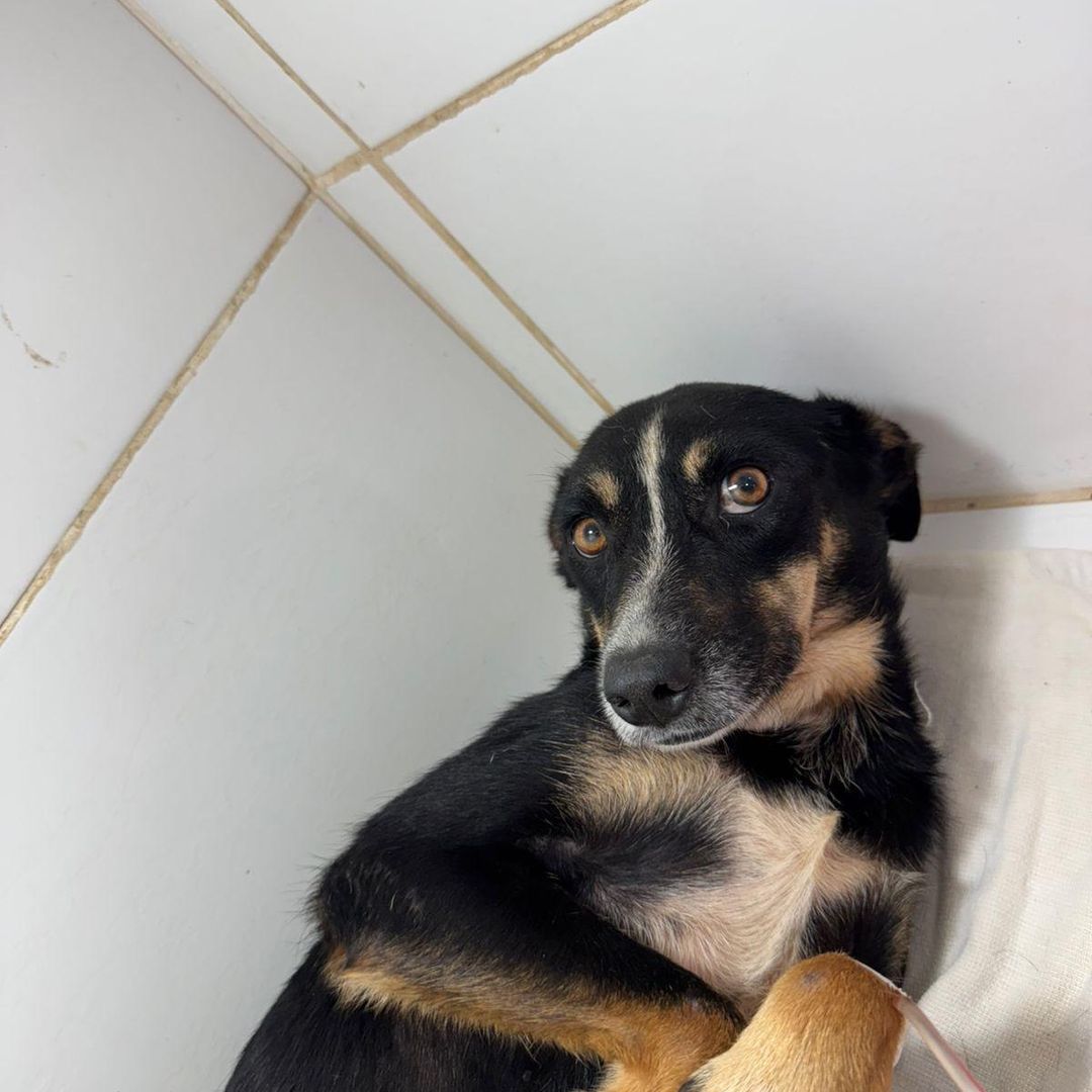 Cachorrinha que sofreu maus-tratos e precisa de ajuda para suas cirurgias