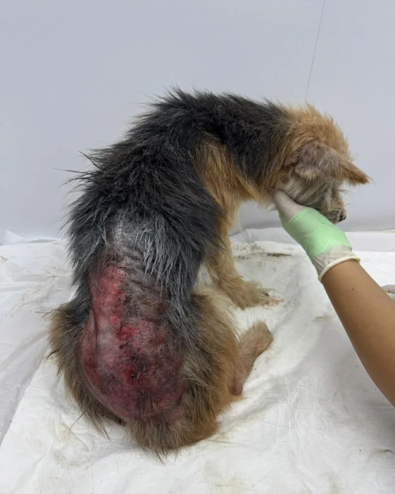 132 animais durante o resgate e os cuidados